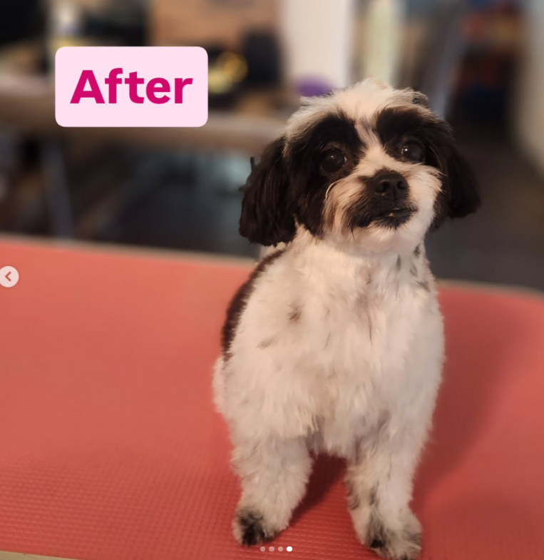 Pet grooming client transformation